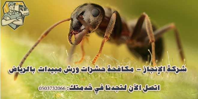 شركة مكافحة النمل الأسود بالرياض 0539370122